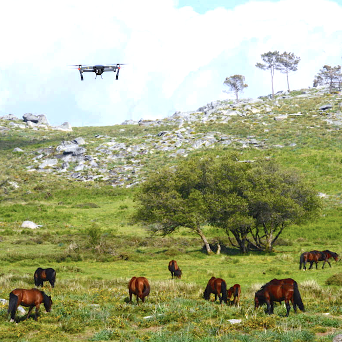 Drone capturing data on horse herd