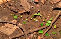 Leafcutter Ant Workers