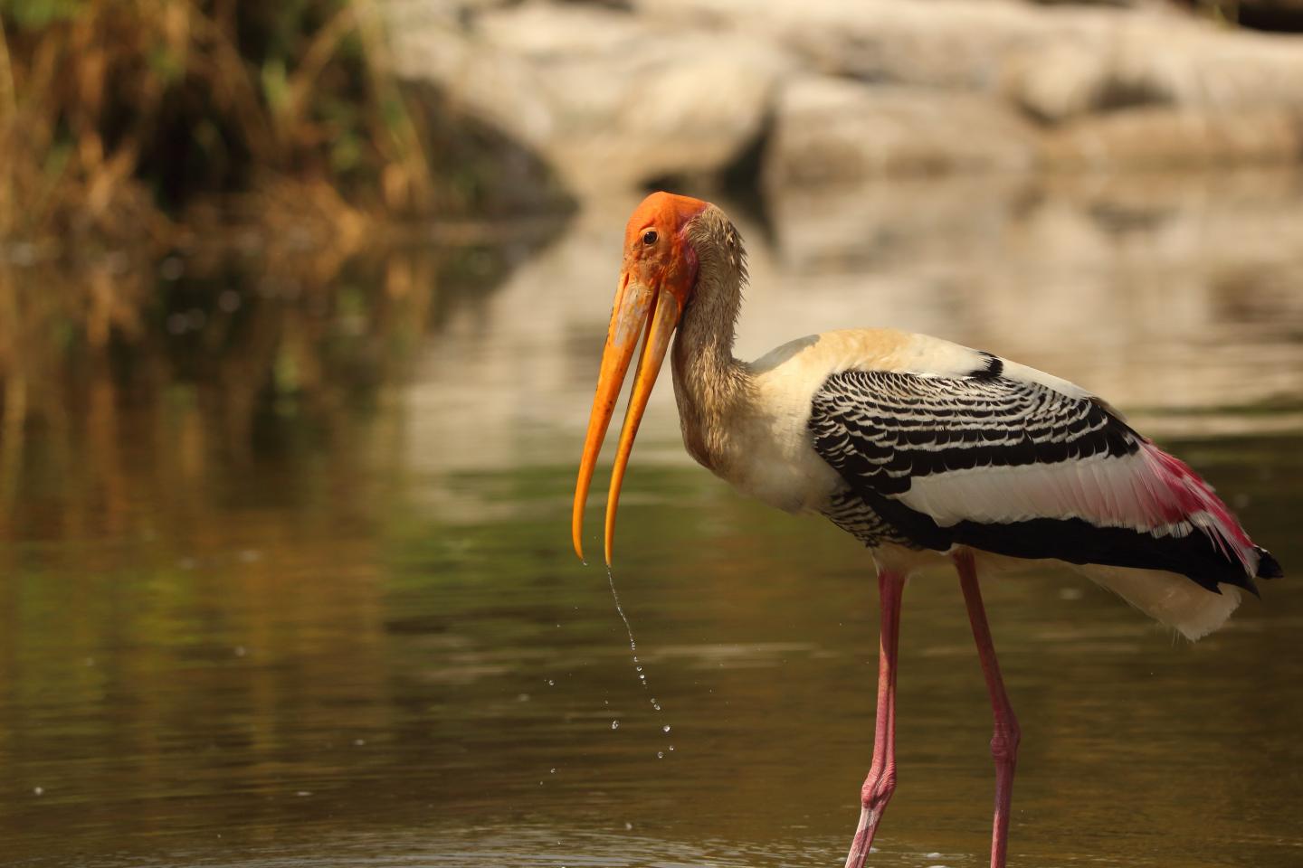 Painted Stork