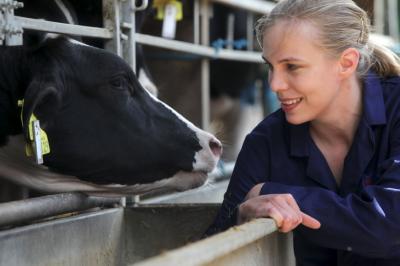 Cows Clock-in for Monitored Mealtimes (2 of 3)