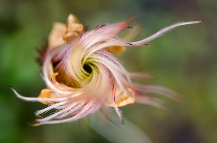 Mountain Avens Plants in the Arctic Tundra