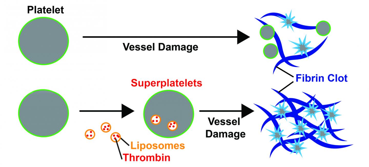 Comparison of Normal and Thrombin-Loaded Platelets