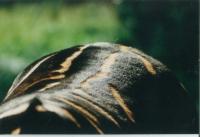 Zebra Stripes Image