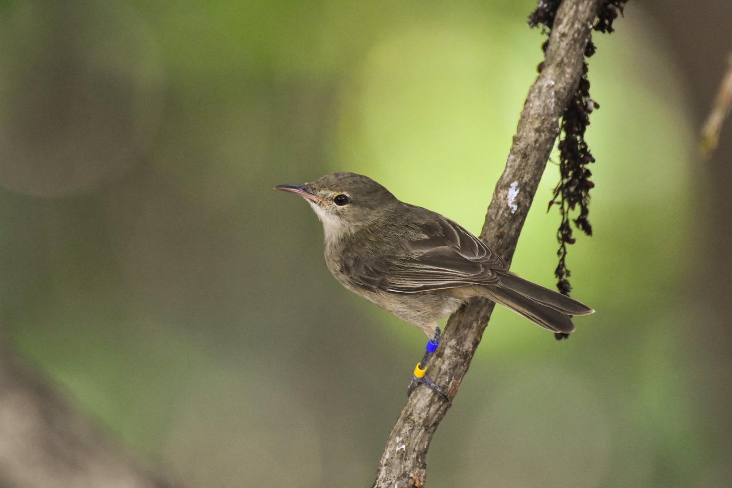 Seychelles Warbler