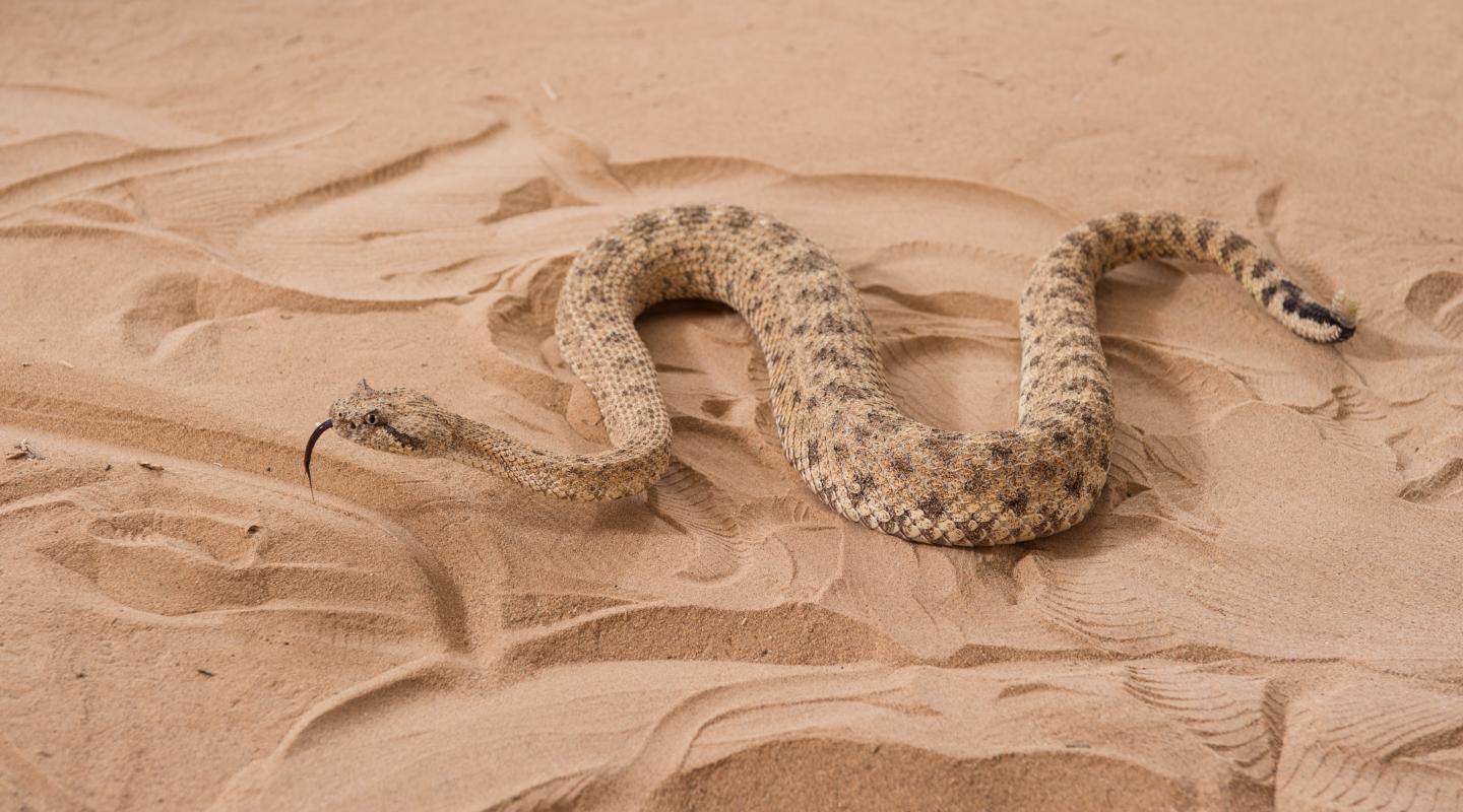Sidewinder Snake