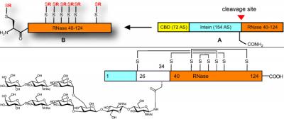 Semisynthesis of Homogeneous Glycoproteins