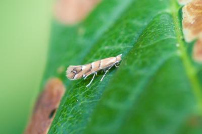 The Horse-Chestnut Leaf-Mining Moth