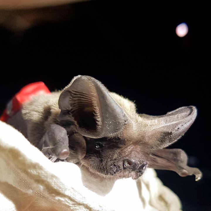 Bat with tag