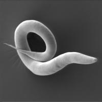 Nematode Worm <I>Caenorhabditis elegans</I>