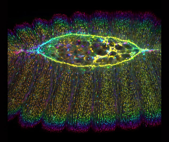 MBI YT Amnioserosa (2 of 2)