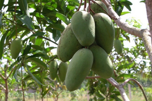 Mangoes