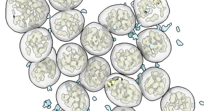 Novel Antibody Platform Tackles Viral Mutations