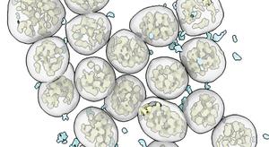 Novel Antibody Platform Tackles Viral Mutations