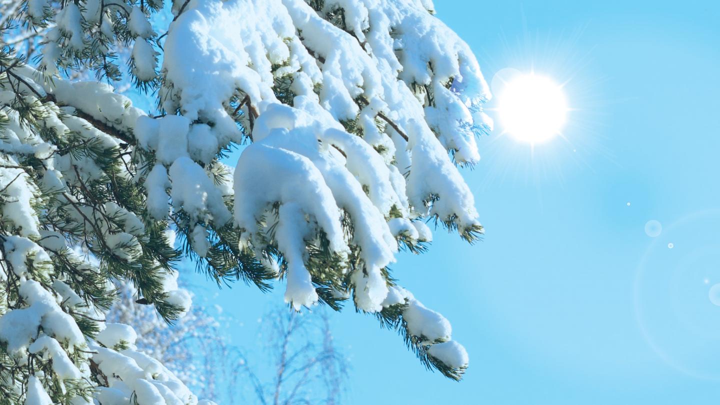 Pine Tree in Winter