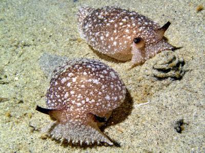 Sea Slug Decision-Making