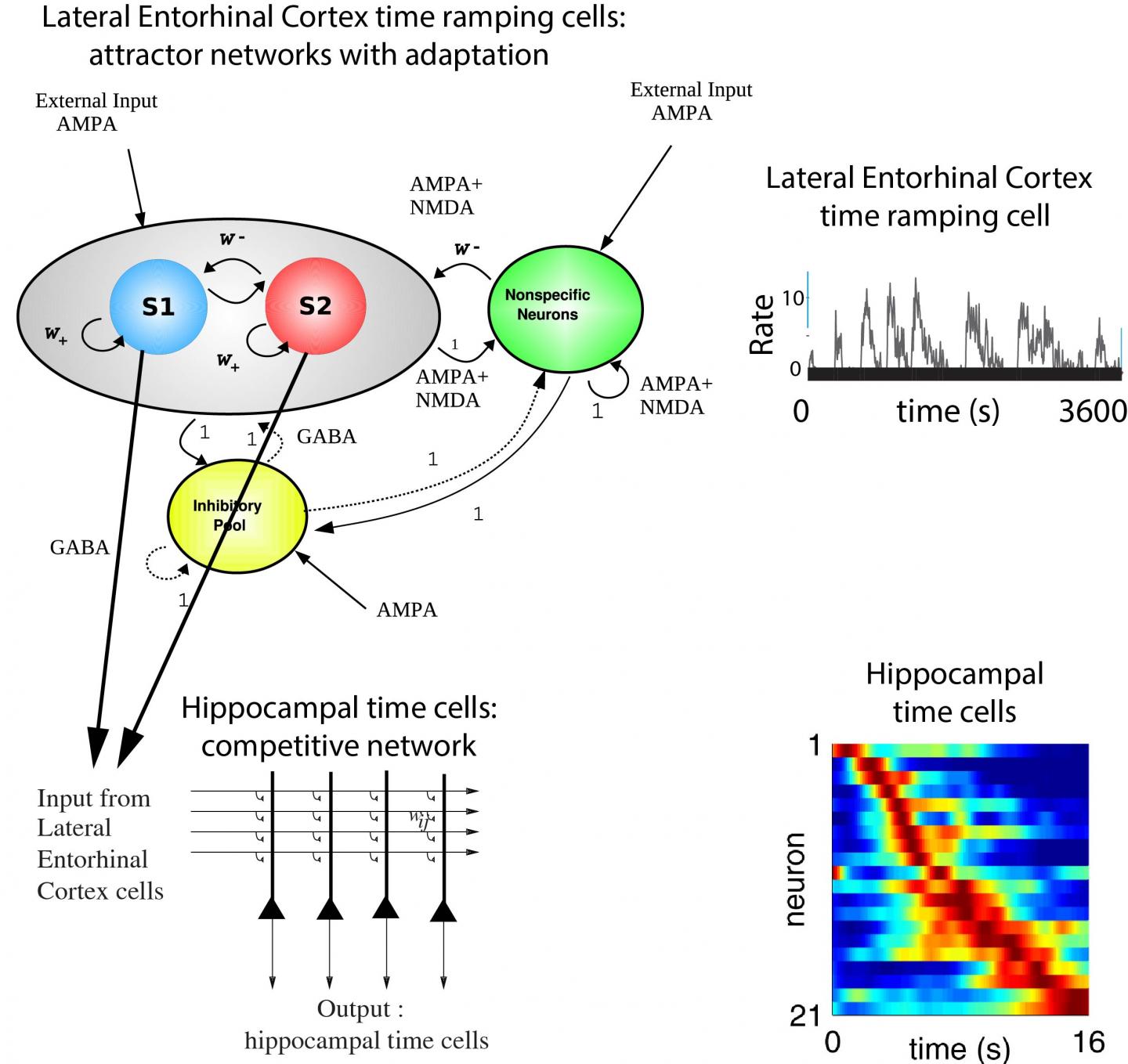 A Demonstration of the Hippocampus and LEC