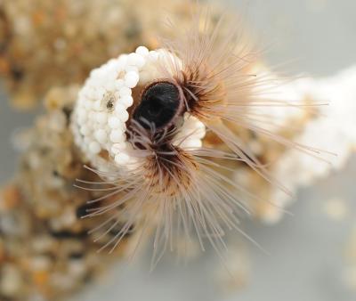 Sandcastle Worm Makes Home of Beads