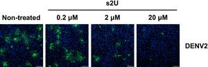 Dose-response inhibition of viral protein expression (green) in DENV2-infected cells