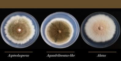 aspergillus mold in petri dish