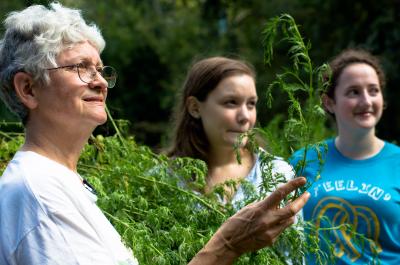 WPI Artemisia Annual Harvest