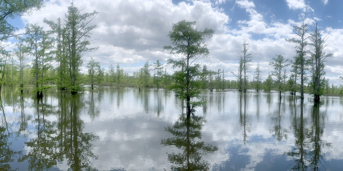 Cache River watershed