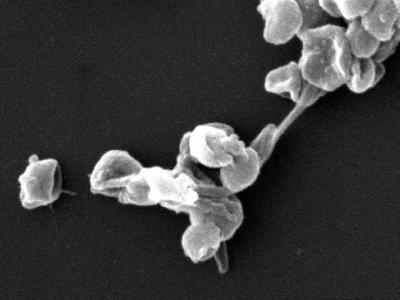 <i>Nitrososphaera viennensis</i>