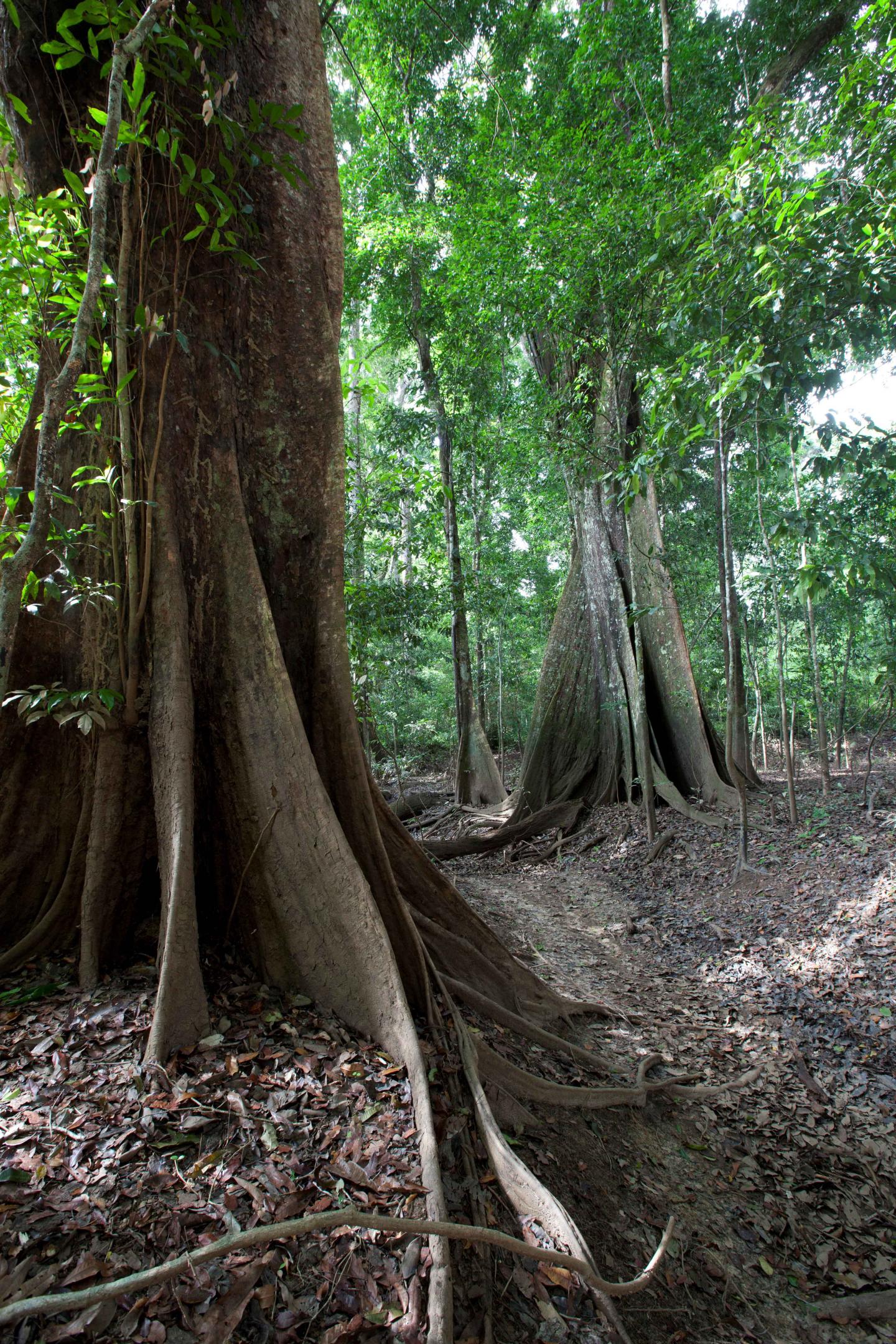 Guyana trees