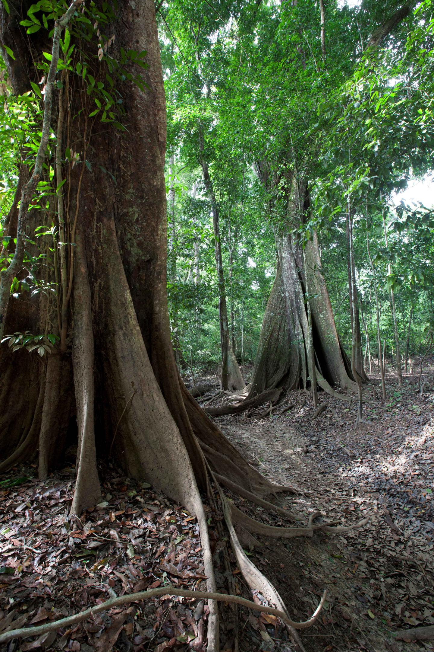 Guyana trees [IMAGE] | EurekAlert! Science News Releases