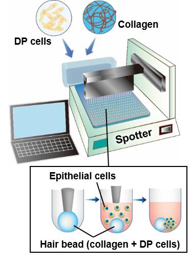 Laboratory Study Paves Way for New Approach to Treating Hair Loss in Humans