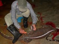 Slaughtered Monitor Lizard