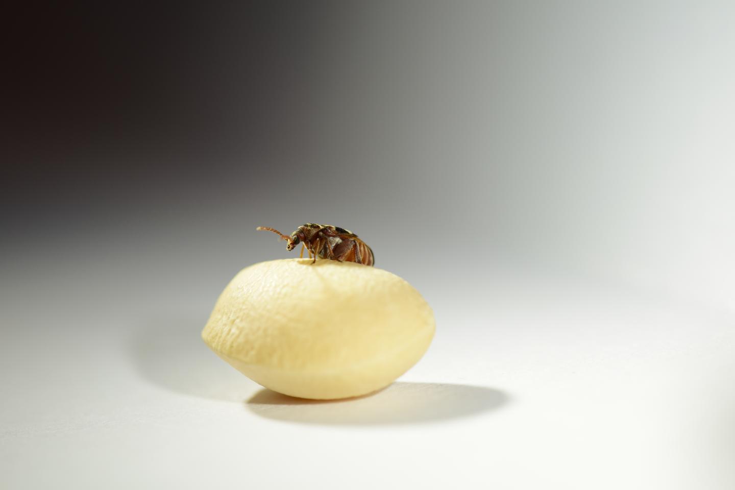 cowpea seed beetle