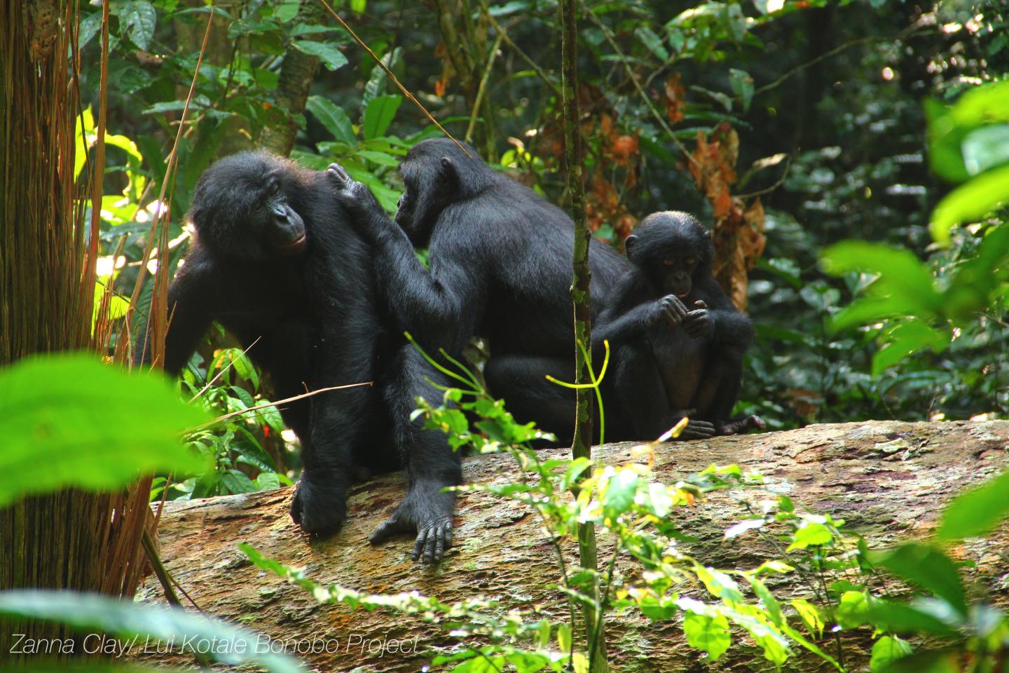 Bonobo (1 of 3)