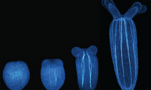 Developmental stages in Nematostella vectensis