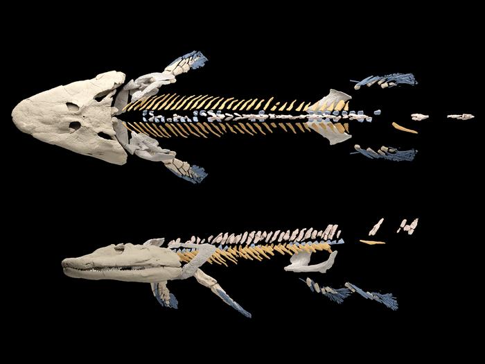 Tiktaalik reconstruction