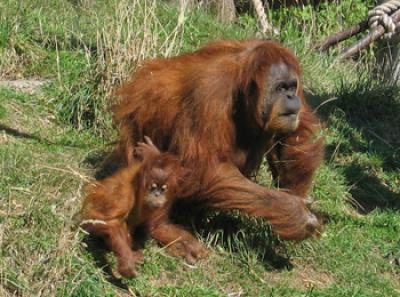 Sumatran Orangutan Julitta and 2-year-old Daughter