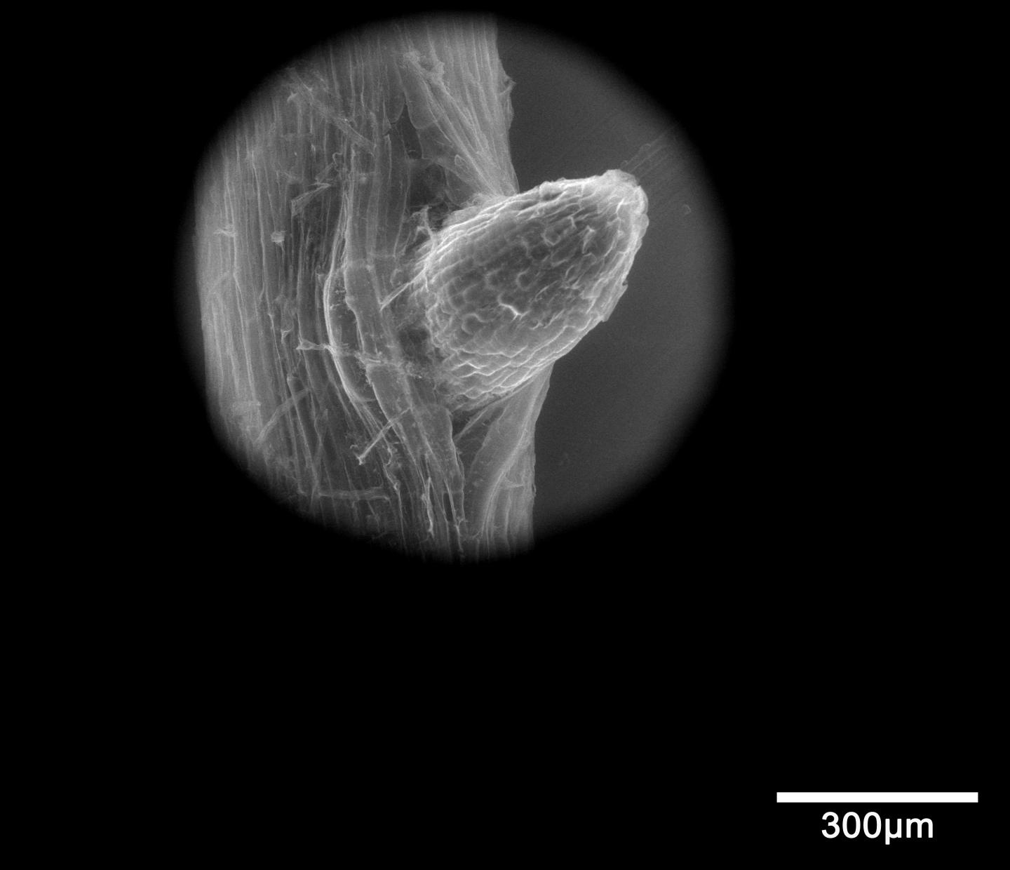 Large Gaps between Epidermal Cells at the Site of Lateral Root Emergence