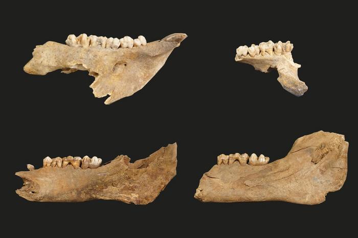 A selection of pig jaw specimens analyzed in the study.