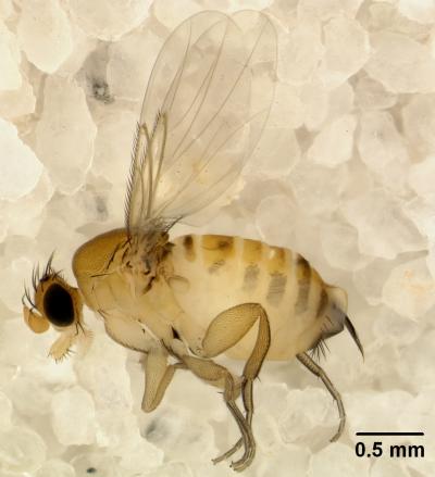 <i>A. borealis</i> Female (1 of 2)