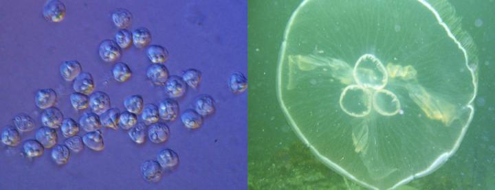 Micro Jellyfish vs. Macro Jellyfish