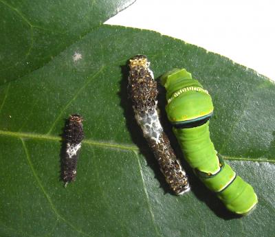 Extreme Camouflage for Caterpillars