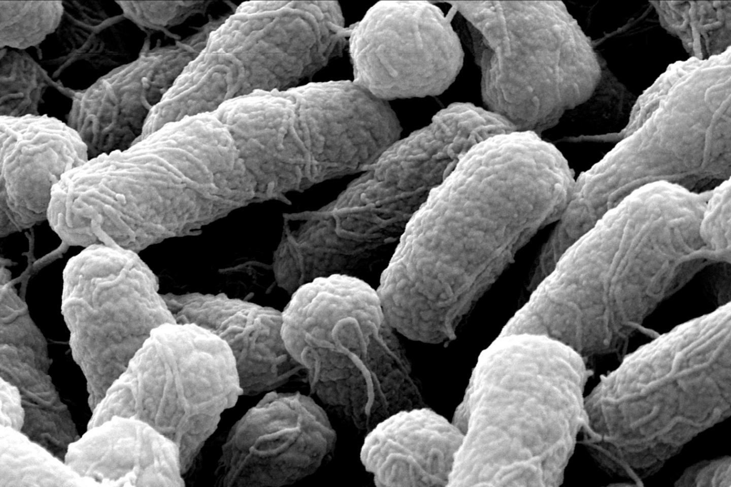 Predicting Antibiotic Resistance