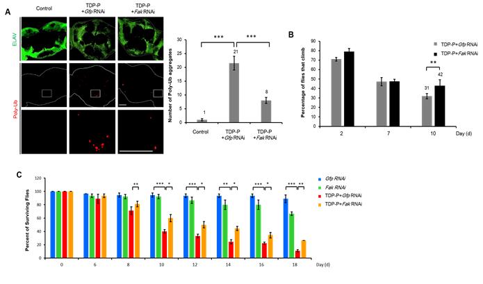 Alleviated Neurotoxicity