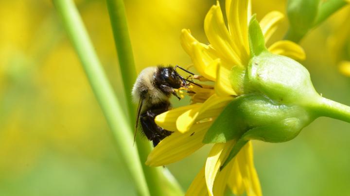 Bumblebee Foraging