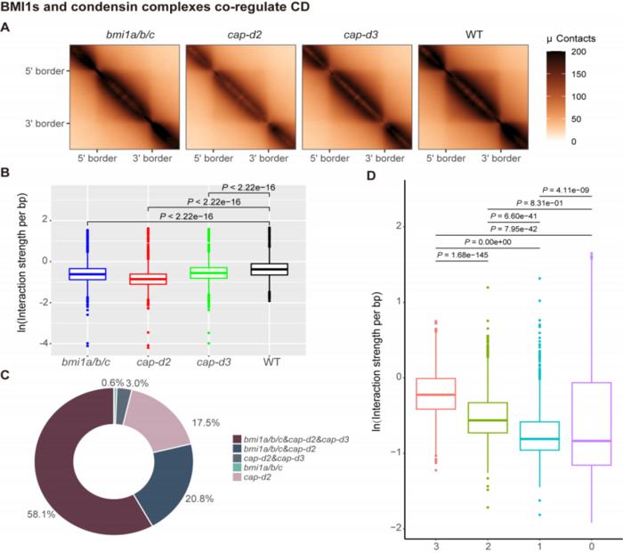 BMI1s interact with condensin complexes to regulate chromatin 3D structure and gene expression in Arabidopsis