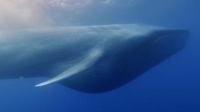 Blue Whale Feeding 3