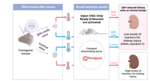 Hibernation-like state reduces acute kidney injury