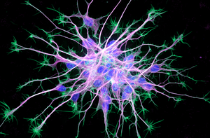 microscopy image: neurons