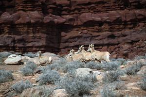 Bighorns flee