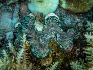 Giant clams