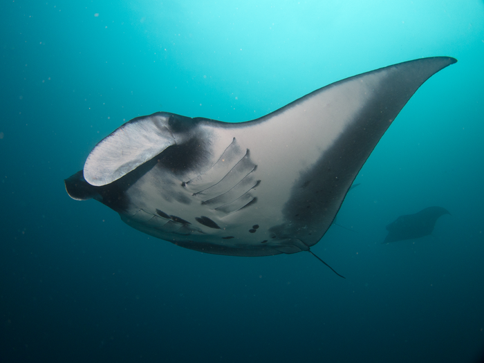 Nick Longfellow - Komodo National Park manta cruising